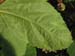Lady Finger planting 27